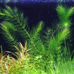 植栽から149日目　マツモ
